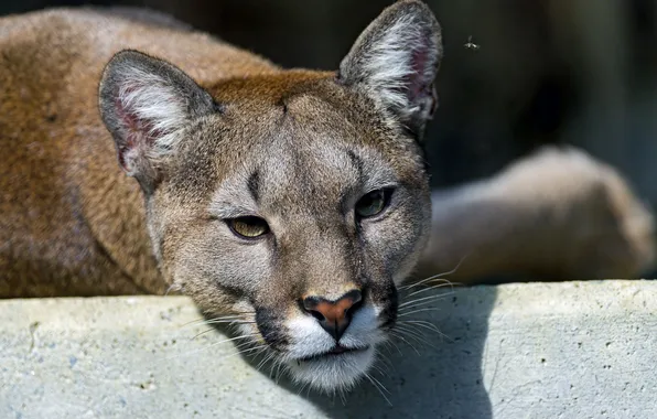 Cat, face, fly, predator, Puma, mountain lion, Cougar