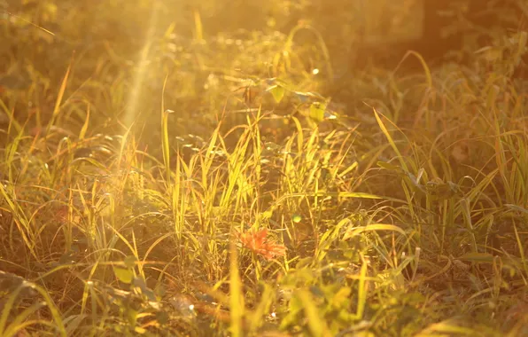 Grass, light, glare