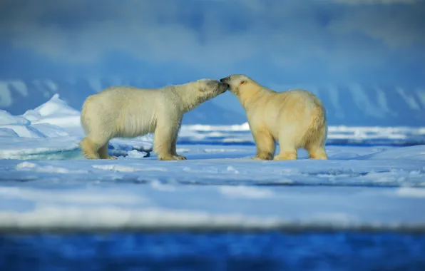 Snow, ice, pair, polar bears, Arctic
