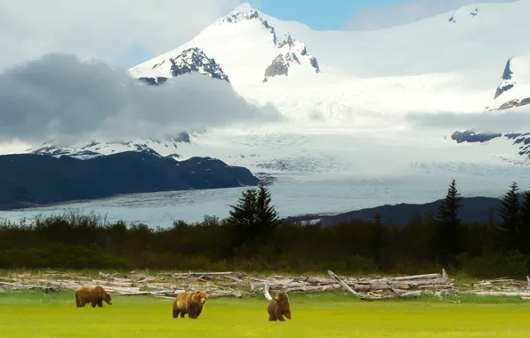 Picture landscape, mountains, bears, Alaska, Alaska, grizzly, Grizzly Bears