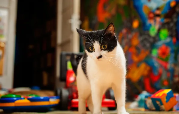 Cat, cat, look, pose, room, black and white, toys, face