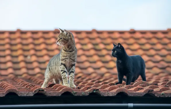 Picture roof, cat, mustache, look