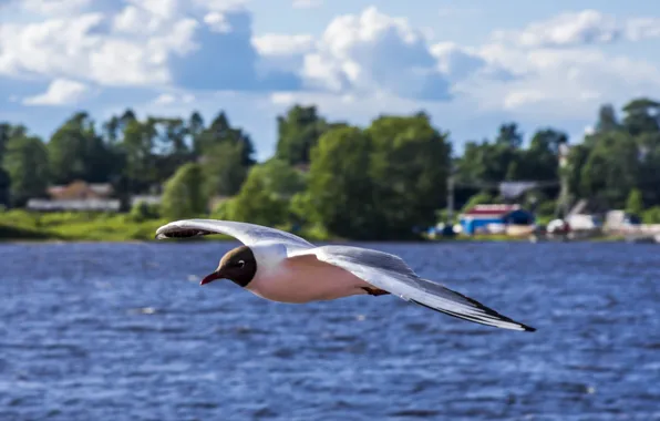 Picture sea, flight, bird, seagulls