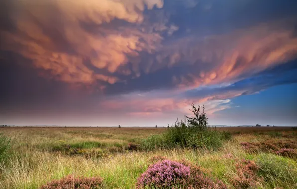 Field, the sky, grass, clouds, flowers, nature, meadow