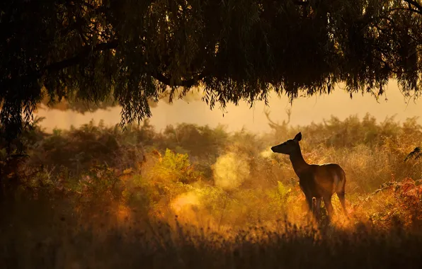 Picture forest, nature, animal, deer