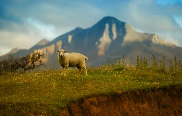 Picture the sky, grass, mountains, sheep