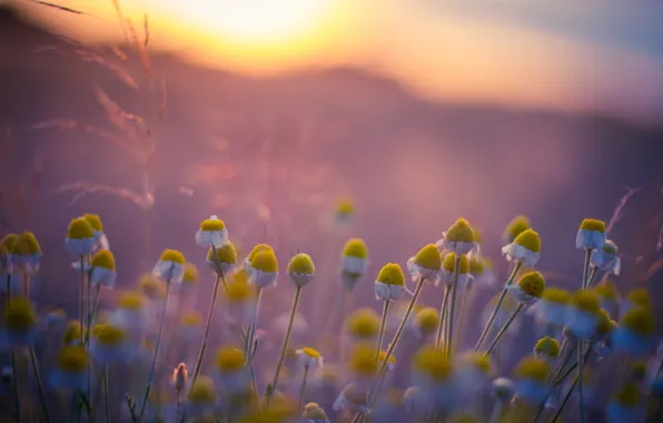Picture field, chamomile, morning