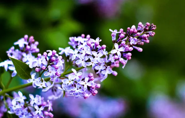 Picture flowers, branches, nature, lilac