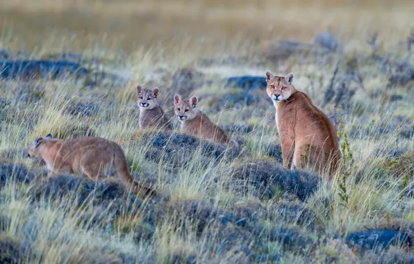 Picture grass, pose, glade, vegetation, cub, kitty, Puma, family