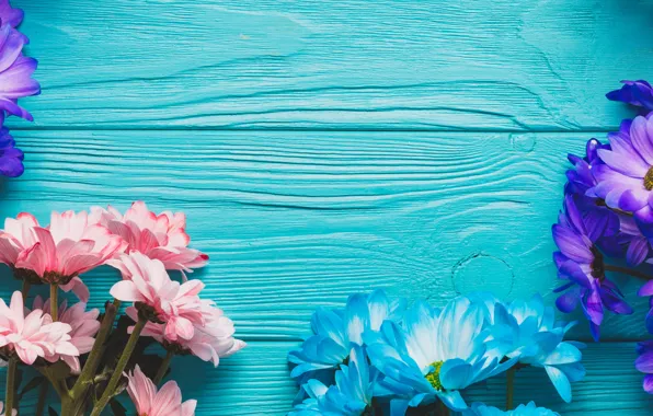 Flowers, Board, spring, colorful, chrysanthemum, wood, blue, flowers