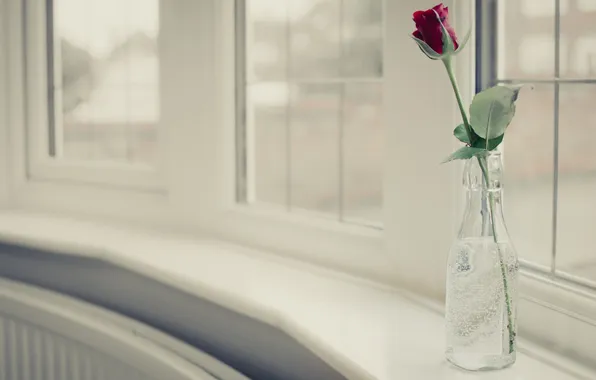 Flowers, background, rose, vase