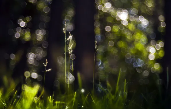 Picture grass, macro, light, nature