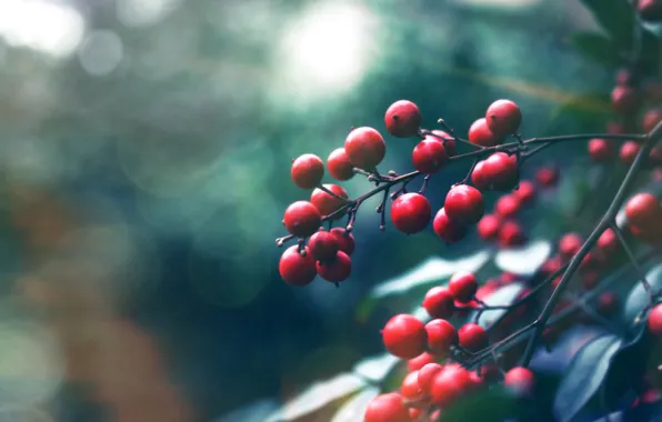 Picture red, berries, Bush