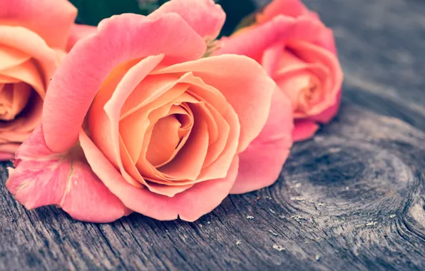 Picture macro, flowers, tree, roses, Board