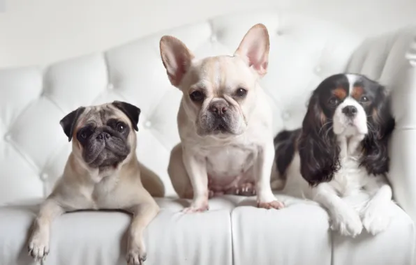 Dogs, look, pug, trio, Spaniel, French bulldog, Trinity