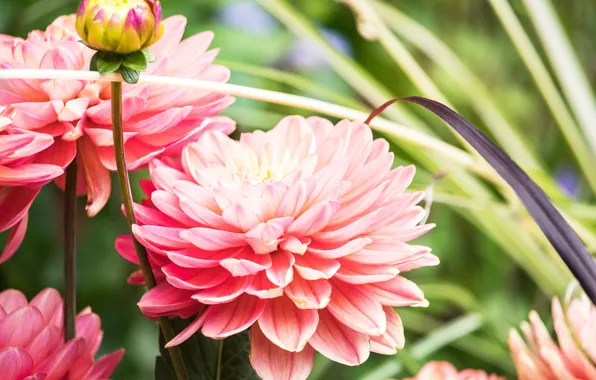 Leaves, flowers, close-up, background, petals, garden, pink, dahlias