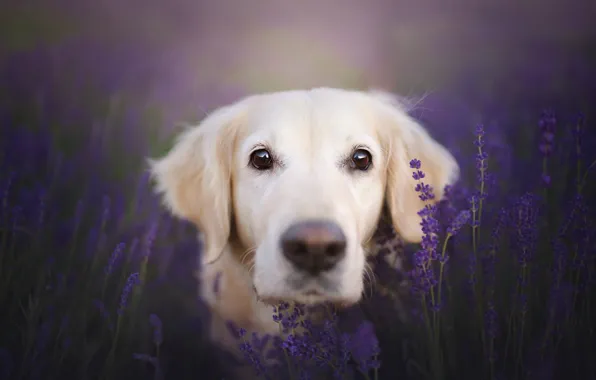Picture look, face, dog, lavender, bokeh, Golden Retriever, Golden Retriever