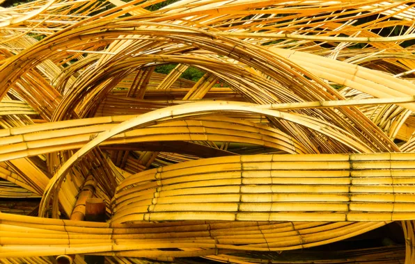 Background, widescreen, Wallpaper, bamboo, wallpaper, widescreen, background, beautiful Wallpaper