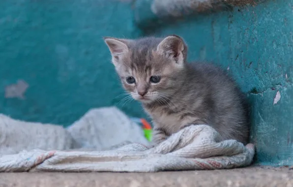 Picture baby, kitty, homeless