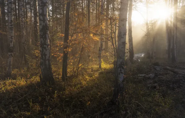 Picture autumn, forest, the sun, branches