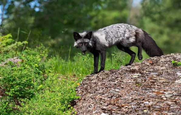 Grass, look, pose, stones, glade, Fox, face, the bushes