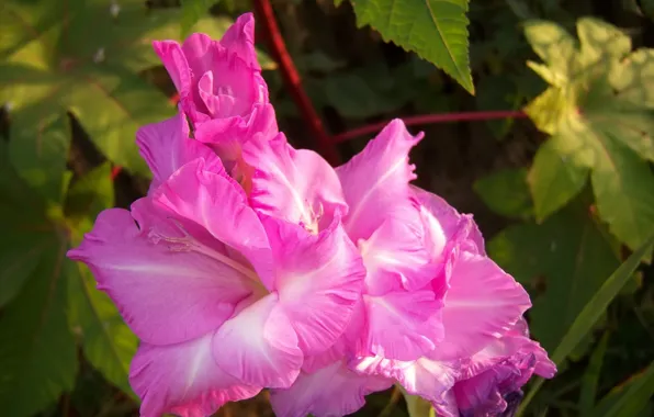 Flower, lilac, gladiolus, Meduzanol ©
