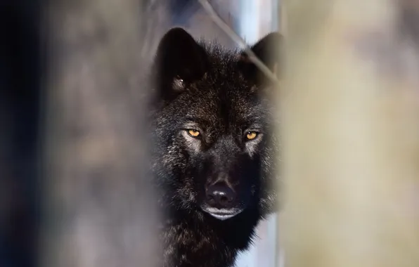 Nature, face, animal, wolf, wildlife, head, fur, mammal