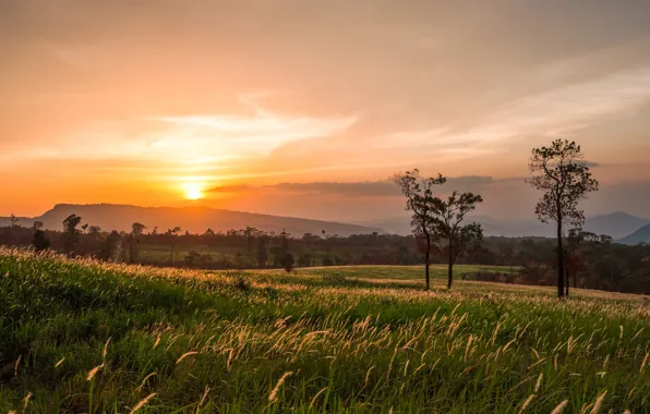 Field, summer, the sky, trees, sunset, the evening, spikelets, space