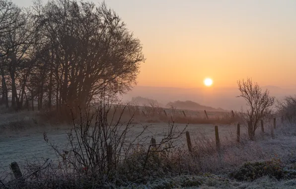 Field, the sky, grass, the sun, trees, fog, dawn, the fence