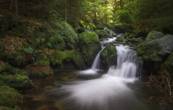 Picture forest, nature, stream, stones, waterfall