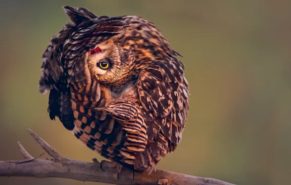 Pose, owl, bird, branch