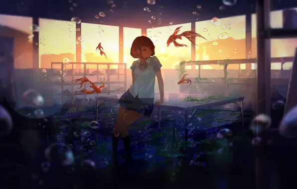 Fish, algae, sunset, bubbles, table, Windows, class, schoolgirl