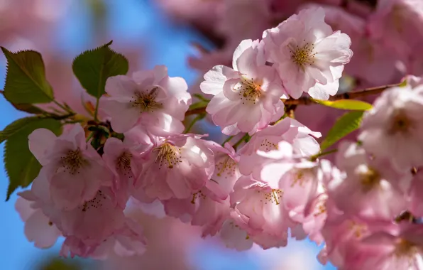Leaves, light, flowers, cherry, branch, spring, Sakura, pink