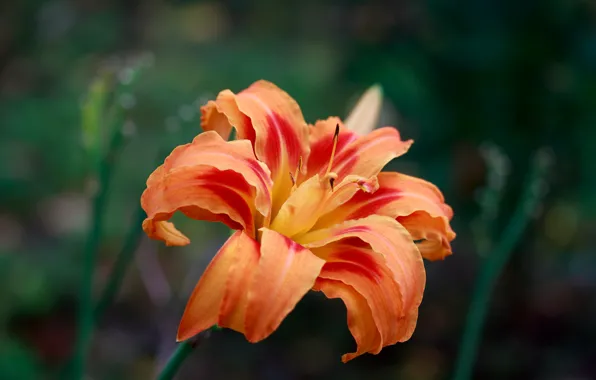 Flower, orange, Lily, daylilies