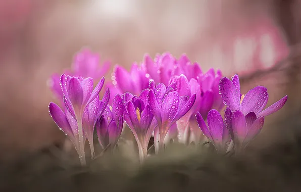 Drops, flowers, spring, crocuses, pink