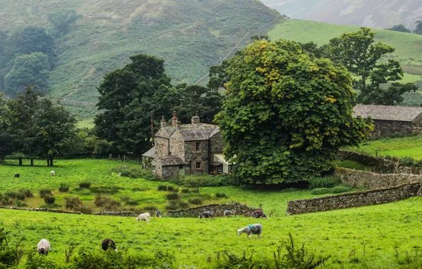 Greens, grass, trees, mountains, the fence, sheep, England, houses
