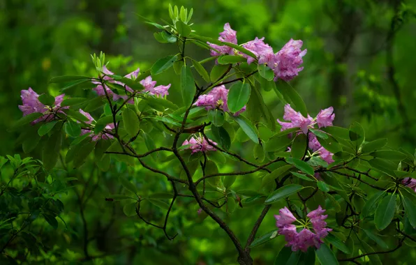 Bush, Babcock State Park, flowers, rhododendron, West Virginia, West Virginia, Park Babcock