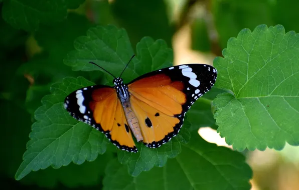 Leaves, microsemi, wings, Butterfly, insect, beautiful, closeup