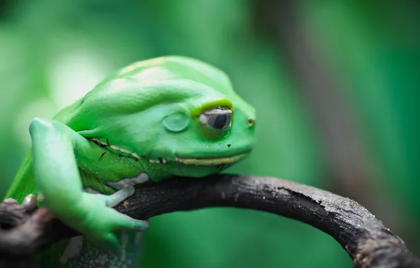 Picture frog, branch, amphibian, Phyllomedusa sauvagii, waxy monkey, leaf frog