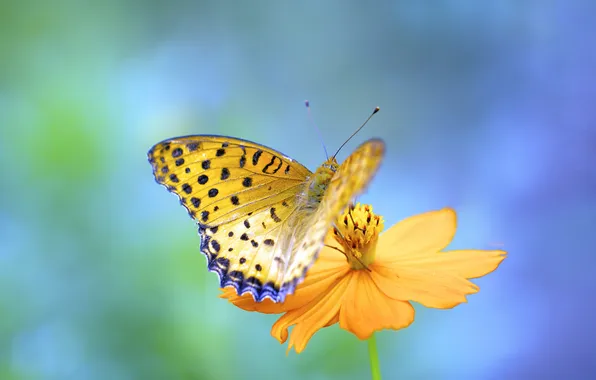 Picture flower, orange, background, butterfly, kosmeya