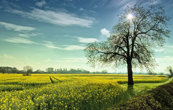 Field, summer, landscape, tree, rape