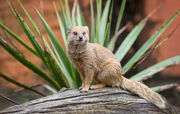 Picture look, Bush, snag, mongoose