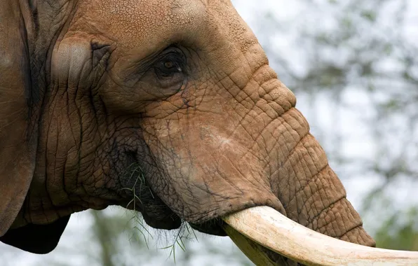 Picture grass, face, elephant, food, trunk, Tusk