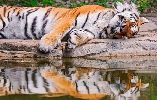 Water, tiger, reflection, sleeping, lies