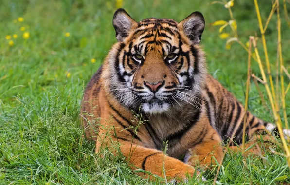 Picture grass, look, face, tiger, predator, Sumatran