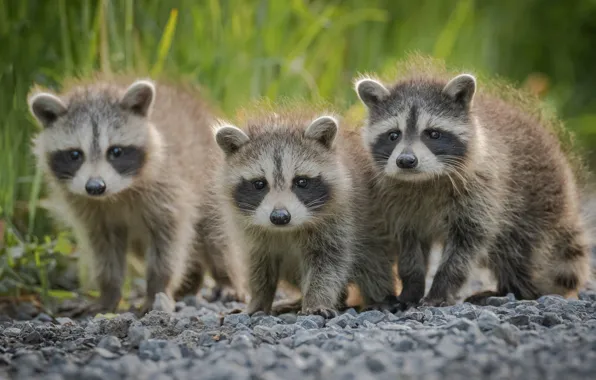 Trio, raccoons, cubs, Trinity