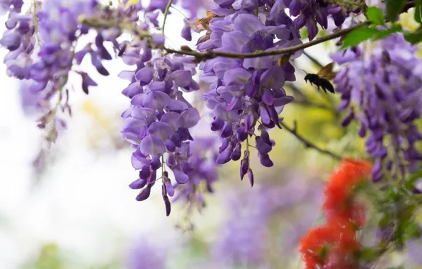 Lilac, Wisteria, Wisteria