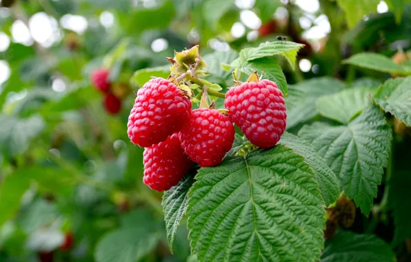 Picture nature, leaves, berries, raspberry, greens, summer
