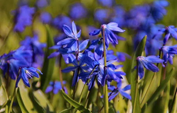 Macro, flowers, nature, mood, beauty, plants, garden, snowdrops