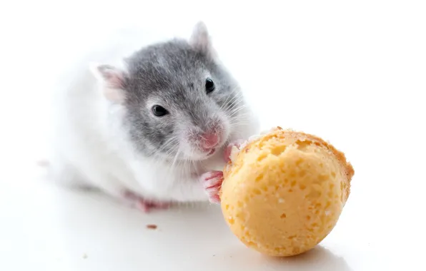 Picture cookies, rat, rodent